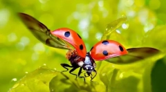 Ladybug: vrsta, opis i stil života